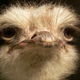Illustration for article titled That ostrich over there? It is emtotally/em into you.